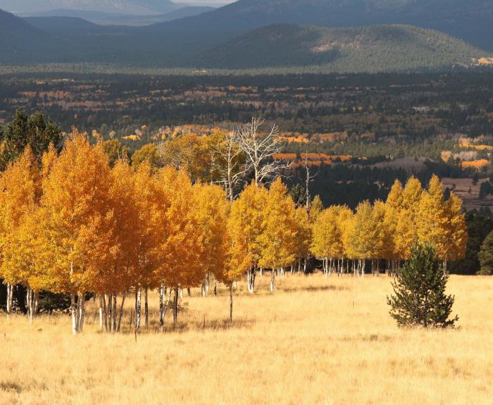 Fall-Trees