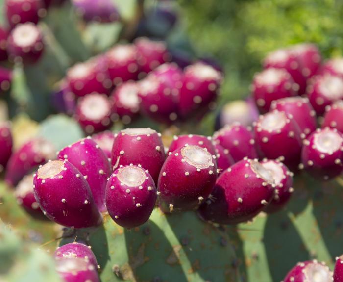 Prickly-Pears